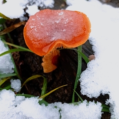 Flammulina velutipes