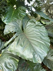 Plerandra elegantissima
