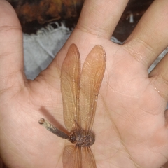 Gynacantha