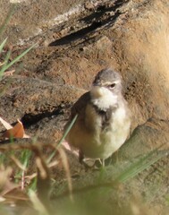 Motacilla capensis capensis