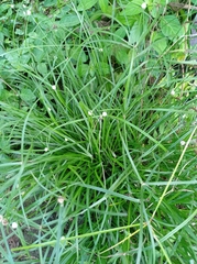 Cyperus mindorensis