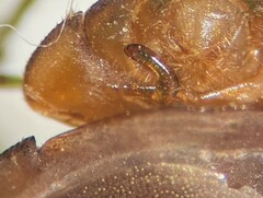 Ambrysus circumcinctus