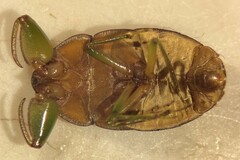Ambrysus circumcinctus