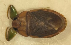 Ambrysus circumcinctus