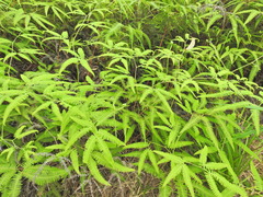 Gleichenella pectinata