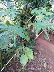 Cecropia peltata