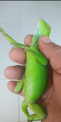 Iguanidae