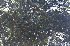 Citrus × aurantium
