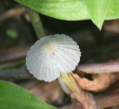 Setulosi