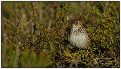Cisticola textrix