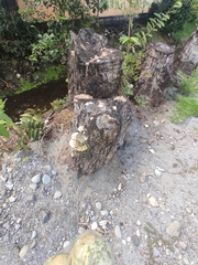 Cerioporus squamosus