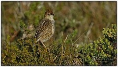 Cisticola textrix