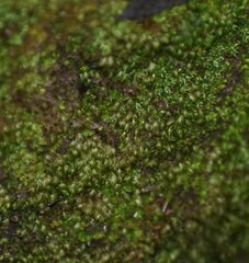 Fissidens bryoides