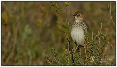 Cisticola textrix