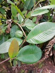Davilla