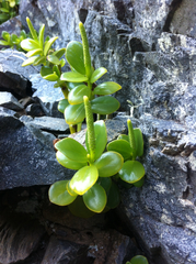 Peperomia urvilleana