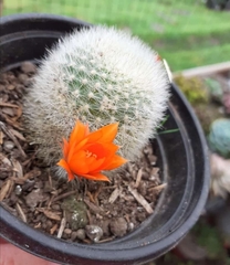 Rebutia