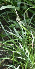 Echinochloa colona