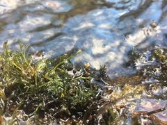 Podostemum ceratophyllum