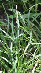 Echinochloa colona