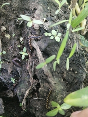 Asiomorpha coarctata