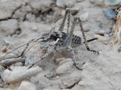 Ceraeocercus fuscipennis