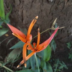 Heliconia psittacorum