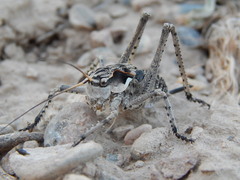Ceraeocercus fuscipennis