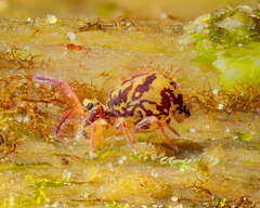 Ptenothrix beta