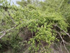 Secamone parvifolia