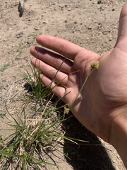 Carex athrostachya