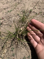 Carex athrostachya