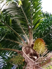 Bactris gasipaes