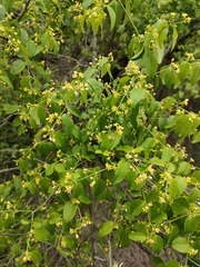Secamone parvifolia