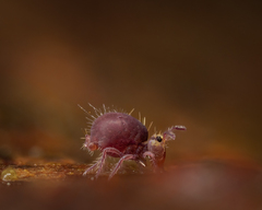 Ptenothrix palmata