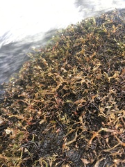 Podostemum ceratophyllum