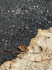 Junonia