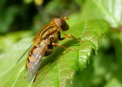 Parhelophilus
