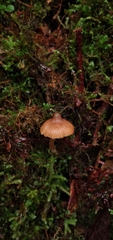 Cortinarius acutus