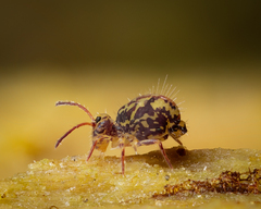 Ptenothrix beta