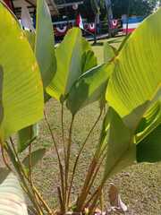 Calathea lutea