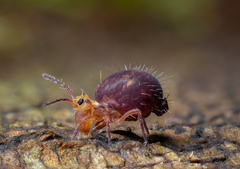 Ptenothrix palmata