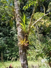 Niphidium crassifolium