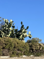 Opuntia