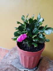 Schlumbergera truncata