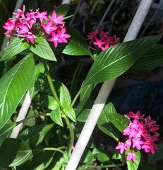 Pentas