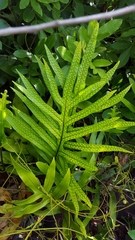 Image of Microsorum scolopendria