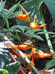 Heliconia latispatha