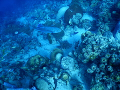 Caranx bartholomaei
