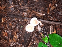 Favolaschia manipularis